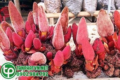 nấm ngọc cẩu to 