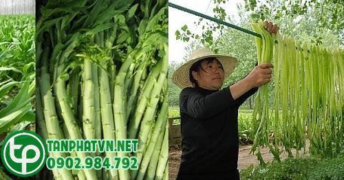 Rau tiến vua tươi