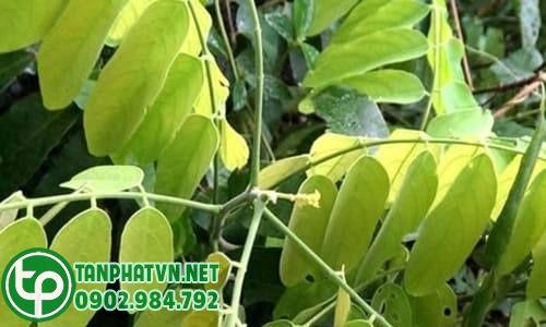 cây mú từn khô