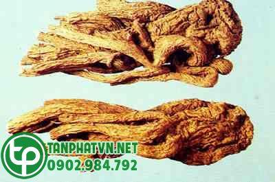 Rễ địa hoàng