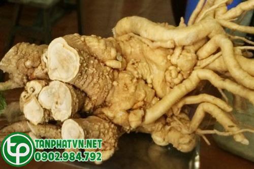 Rễ đinh lăng