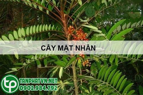 cây mật nhân tươi