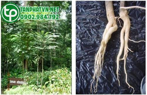 rễ mật nhân tươi