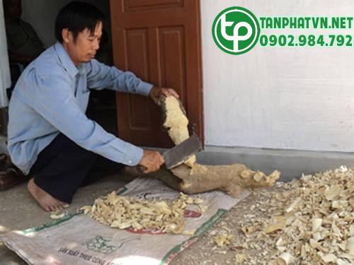 thu hái mật nhân