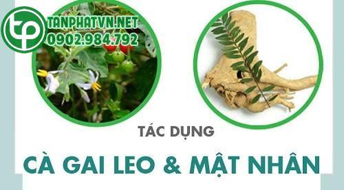 kết hợp cùng cà gai leo