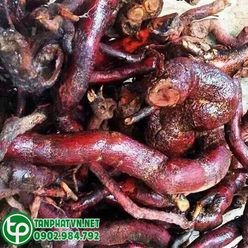 rễ mú từn tươi