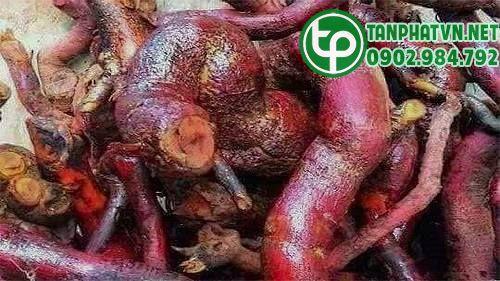 rễ cây mú từn tươi