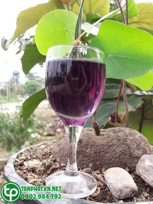 Rượu ba kích tím