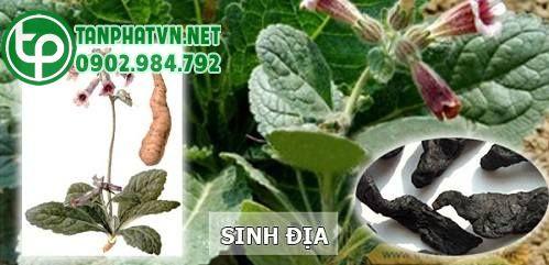 cây sinh địa uy tín