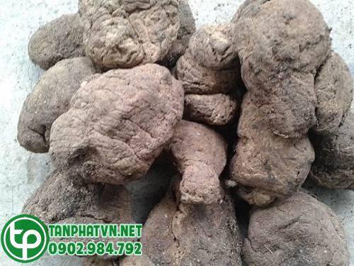 củ sinh địa hoàng chất lượng