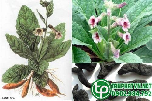 sinh địa hoàng uy tín chất lượng