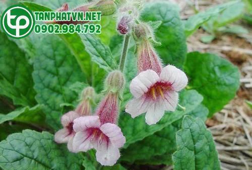 cây sinh địa hoàng