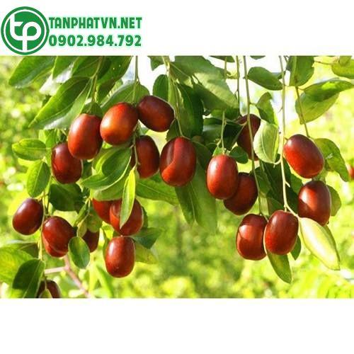 táo đỏ chất lượng cao