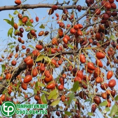 táo đỏ trên cây