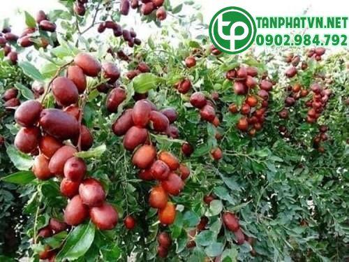 táo đỏ trên cây