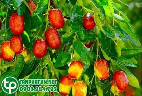 táo đỏ trên cây
