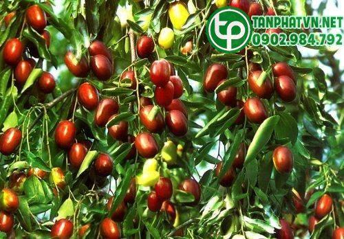 táo đỏ tươi trên cây