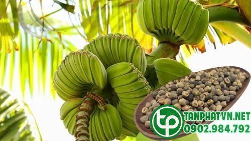 Mua Hạt Chuối Cô Đơn Tại Quận 2 Ở Đâu