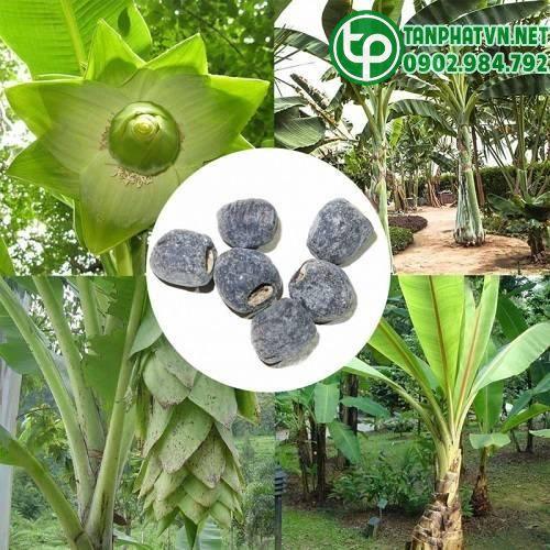 Mua Hạt Chuối Cô Đơn Tại Cần Giờ Ở Đâu