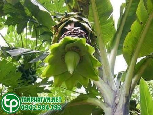 Mua Hạt Chuối Cô Đơn Tại Phú Nhuận Ở Đâu Mua Hạt Chuối Cô Đơn Tại Phú Nhuận Ở Đâu