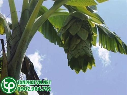 Mua Hạt Chuối Cô Đơn Tại Quận 1 Ở Đâu