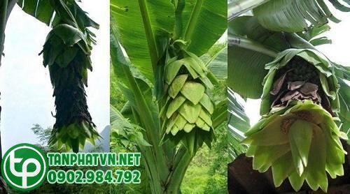 Mua Hạt Chuối Cô Đơn Tại Quận 3 Ở Đâu