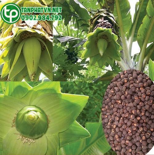 Mua Hạt Chuối Cô Đơn Tại Sài Gòn Ở Đâu Mua Hạt Chuối Cô Đơn Tại Sài Gòn Ở Đâu