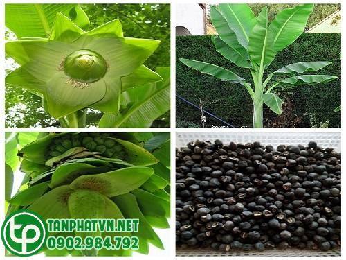 Mua Hạt Chuối Cô Đơn Tại Quận 7 Ở Đâu