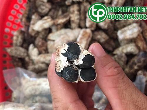Nơi bán hột chuối cô đơn tại Quận 2 ở đâu chất lượng