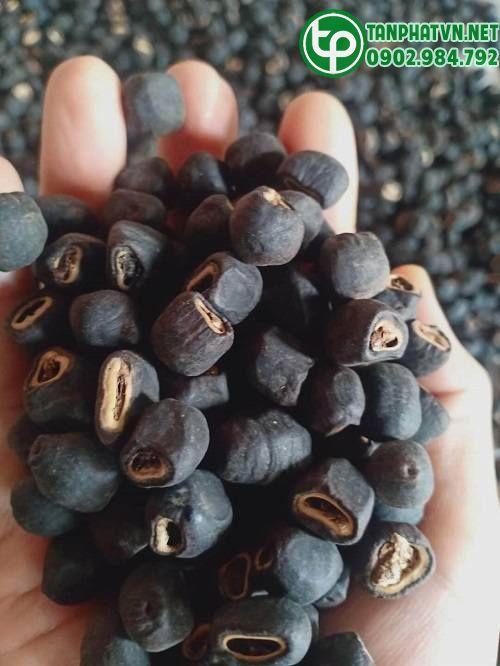 Nơi bán hột chuối cô đơn tại Hóc Môn ở đâu chất lượng