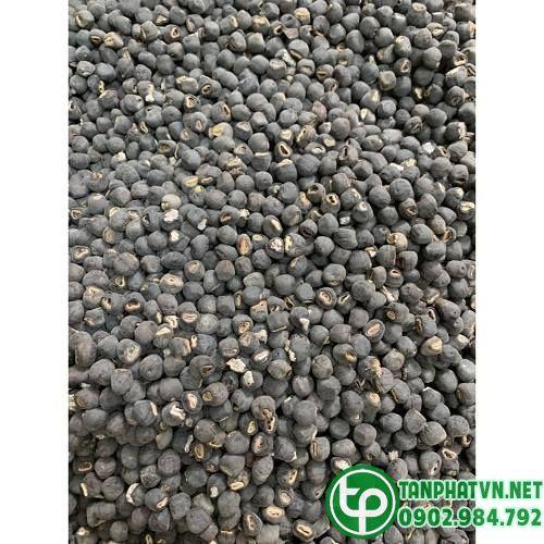 Địa chỉ bán hạt chuối cô đơn tại Sóc Trăng ở đâu Địa chỉ bán hạt chuối cô đơn tại Sóc Trăng ở đâu