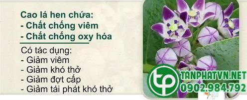 Mua Cây Lá hen Tại Bình Phước Ở Đâu Mua Cây Lá hen Tại Bình Phước Ở Đâu