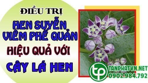 Mua Cây Lá hen Tại Quảng Ngãi Ở Đâu