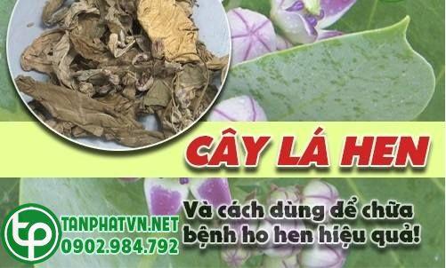 Nơi bán cây lá hen tại Bình Định uy tín, chất lượng