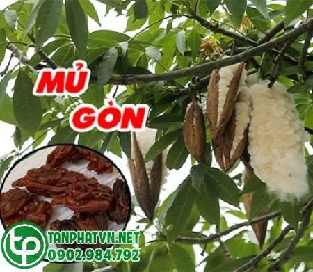 Mua Mủ Gòn Tại Quận 8 Ở Đâu