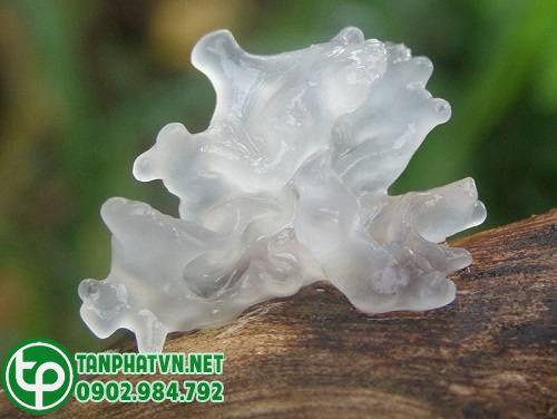 Mua Nấm Tuyết Khô Tại Bình Chánh 