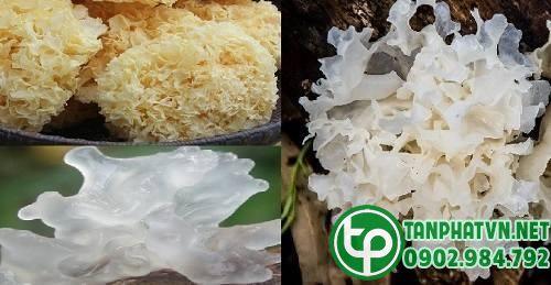 Địa điểm bán nấm tuyết khô tại Hưng Yên ở đâu uy tín