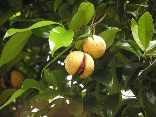 Nhục đậu khấu là gì? Nhục đậu khấu là gì?