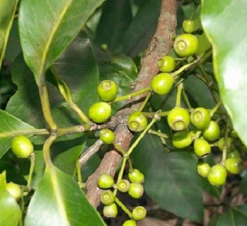 Nụ vối là gì? Nụ vối là gì?