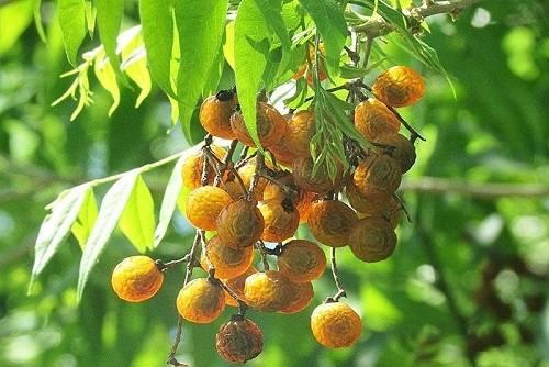 Quả bồ hòn là gì? Quả bồ hòn là gì?