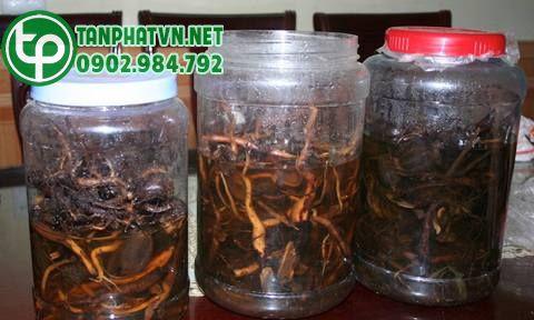 Mua Rễ Cau Khô Tại Thái Bình 