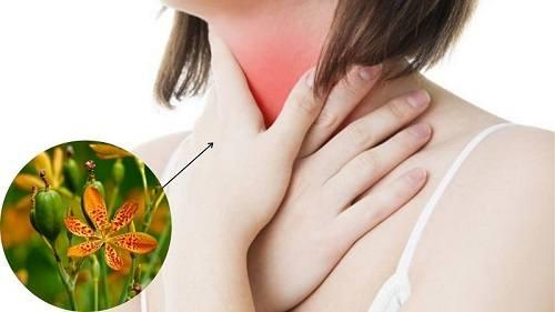Rẻ quạt dùng để chữa viêm họng Rẻ quạt dùng để chữa viêm họng