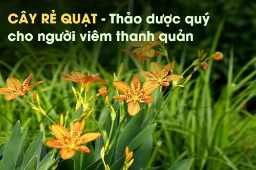 Tác Dụng Của Rẻ Quạt Tác Dụng Của Rẻ Quạt