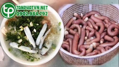 Mua Sá Sùng Khô Tại Thái Bình Mua Sá Sùng Khô Tại Thái Bình