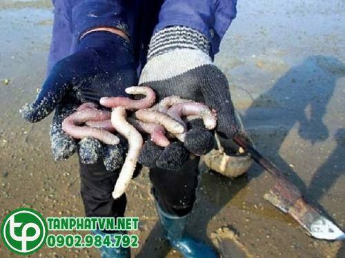 Mua Sá Sùng Khô Tại An Giang Ở Đâu Mua Sá Sùng Khô Tại An Giang Ở Đâu