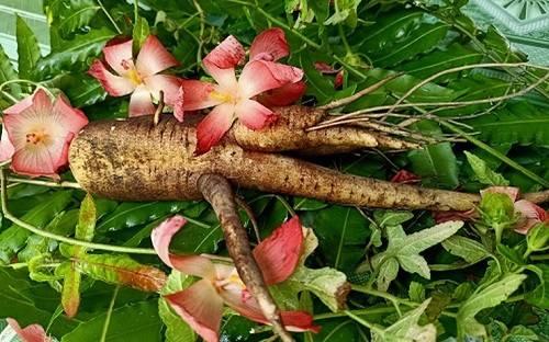 Sâm bố chính là gì? Sâm bố chính là gì?