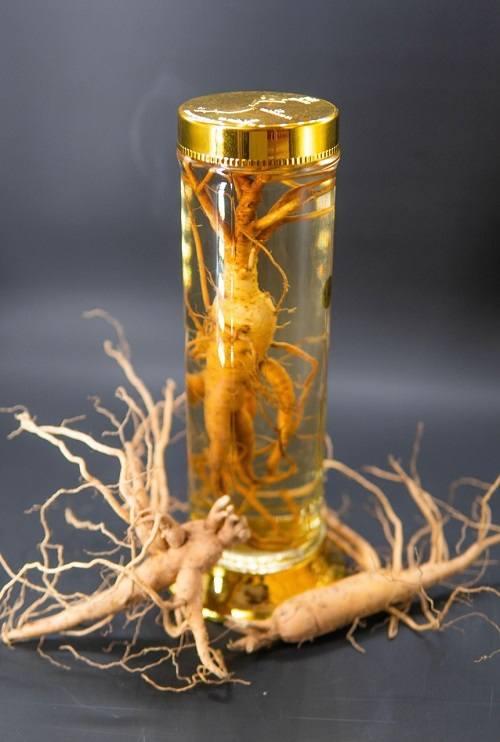 sâm bố chính ngâm rượu sâm bố chính ngâm rượu