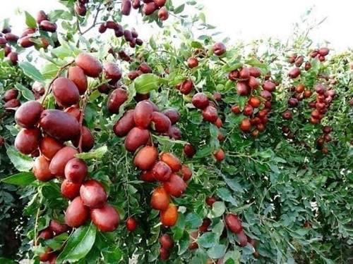 Táo đỏ là gì? Táo đỏ là gì?