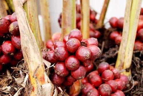 Thảo quả là gì? Thảo quả là gì?