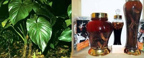 Cách ngâm rượu thiên niên kiện Cách ngâm rượu thiên niên kiện